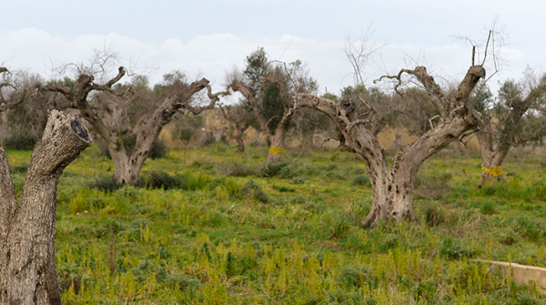 Xylella