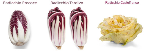 Tre_tipi_di_radicchio
