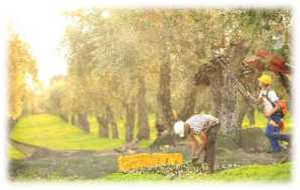 Olive1