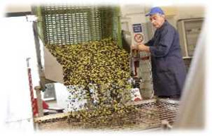 Olive2