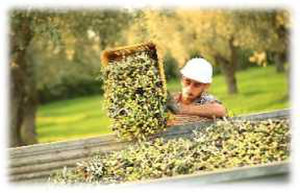 Olive3